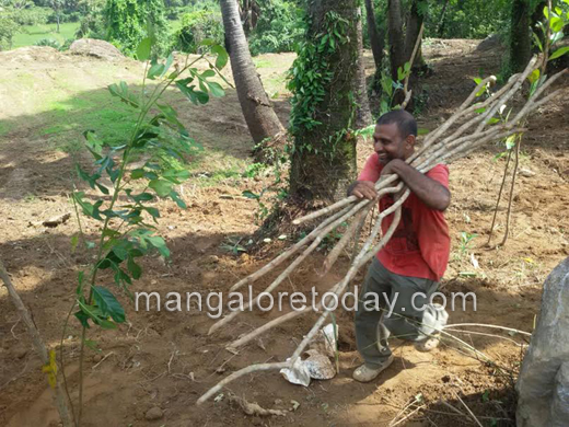 greening Mangaluru 4
